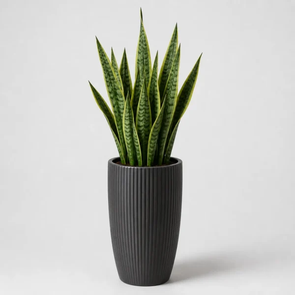 Upright Snake Plant front view