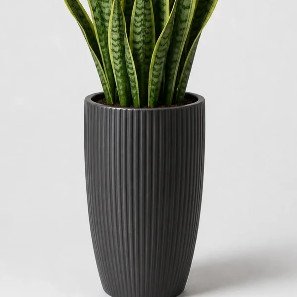 Upright Snake Plant container detail