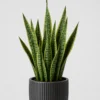 Upright Snake Plant detail view