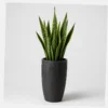 Upright Snake Plant styled view