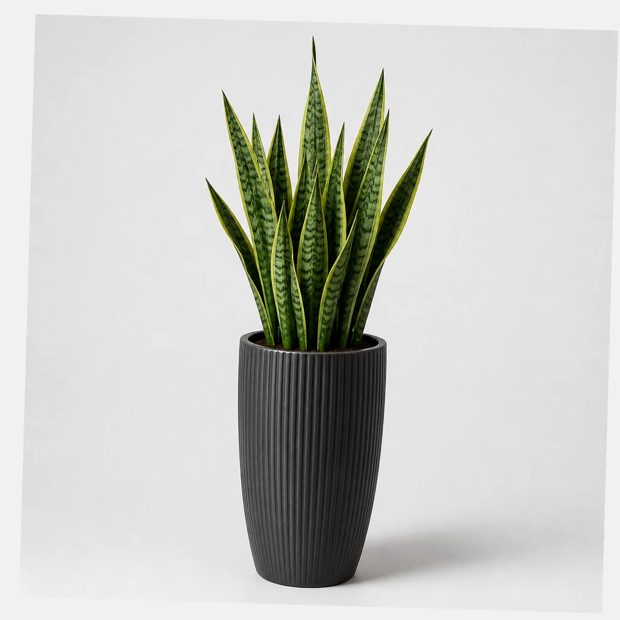 Upright Snake Plant styled view