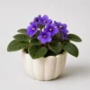 Violet Window Pot front view
