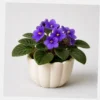 Violet Window Pot styled view
