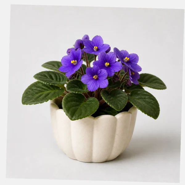 Violet Window Pot styled view