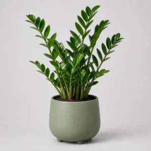 Zami ZZ Plant front view