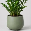 Zami ZZ Plant container detail