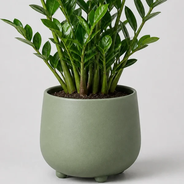 Zami ZZ Plant container detail