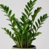 Zami ZZ Plant detail view