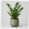 Zami ZZ Plant styled view